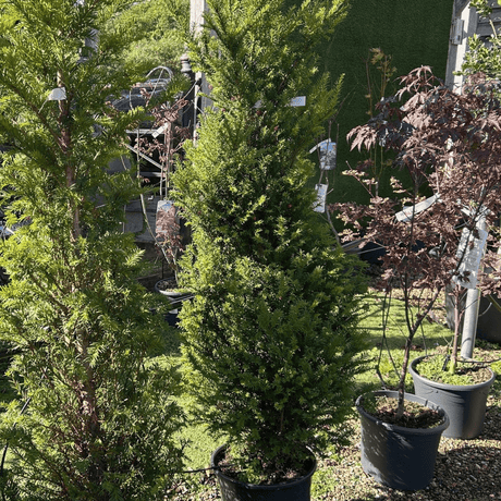 Taxus baccata (Yew) - Cedar Nursery - Plants and Outdoor Living
