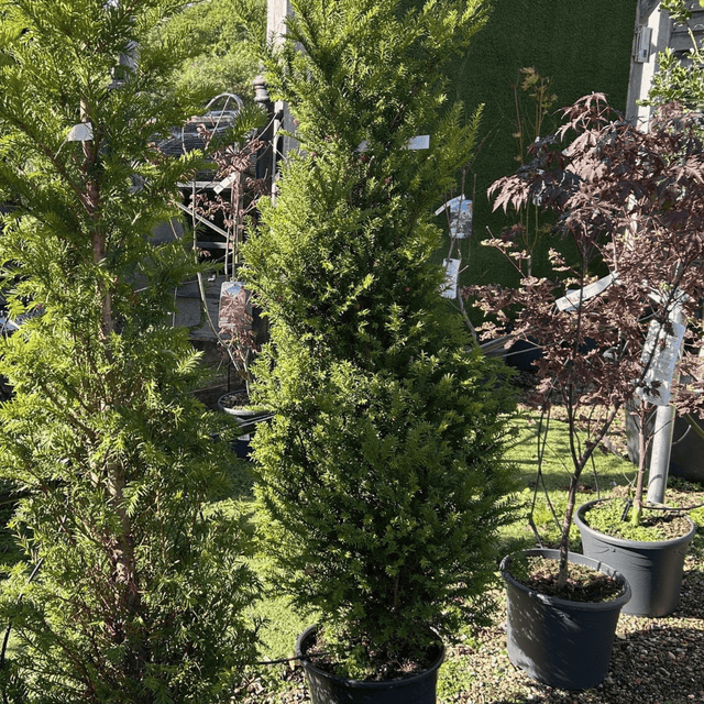 Taxus baccata (Yew) - Cedar Nursery - Plants and Outdoor Living