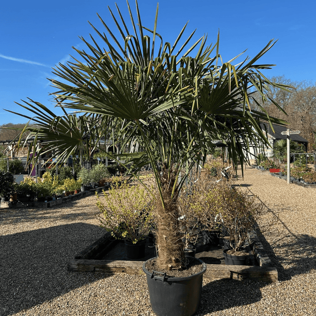 Trachycarpus fortunei - Trunk 60 - 70 cm 150 - 200 cm 65 litre - Cedar Nursery - Plants and Outdoor Living
