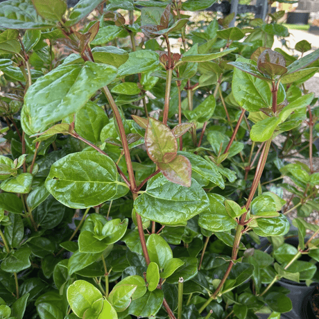 Viburnum tinus 'Rock 'n' Rolla' - Cedar Nursery - Plants and Outdoor Living