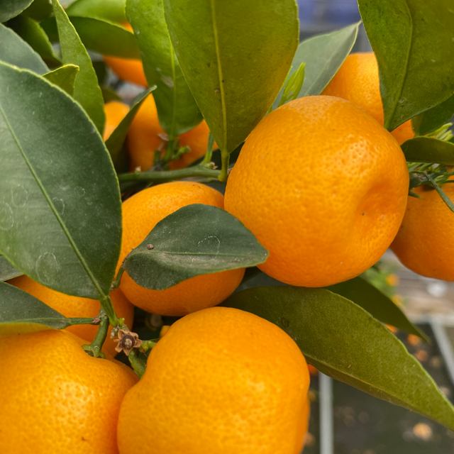 x Citrofortunella microcarpa Calamondin 2L at Cedar Nursery Surrey