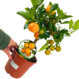 x Citrofortunella microcarpa Calamondin 2L at Cedar Nursery Surrey