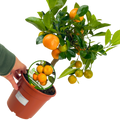 x Citrofortunella microcarpa Calamondin 2L at Cedar Nursery Surrey