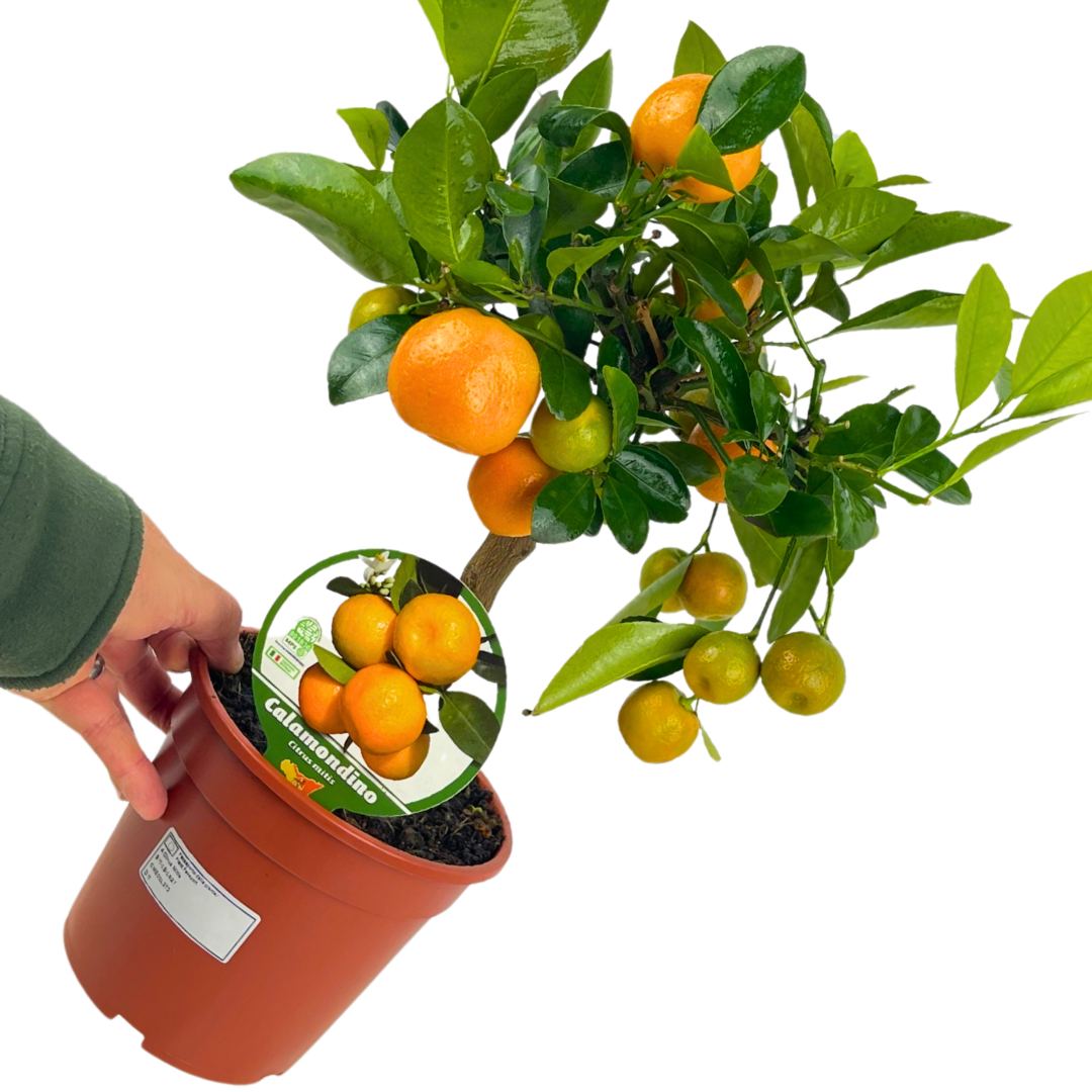 x Citrofortunella microcarpa Calamondin 2L at Cedar Nursery Surrey