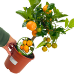 x Citrofortunella microcarpa Calamondin 2L at Cedar Nursery Surrey