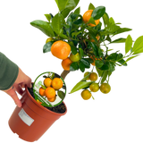 x Citrofortunella microcarpa Calamondin 2L at Cedar Nursery Surrey