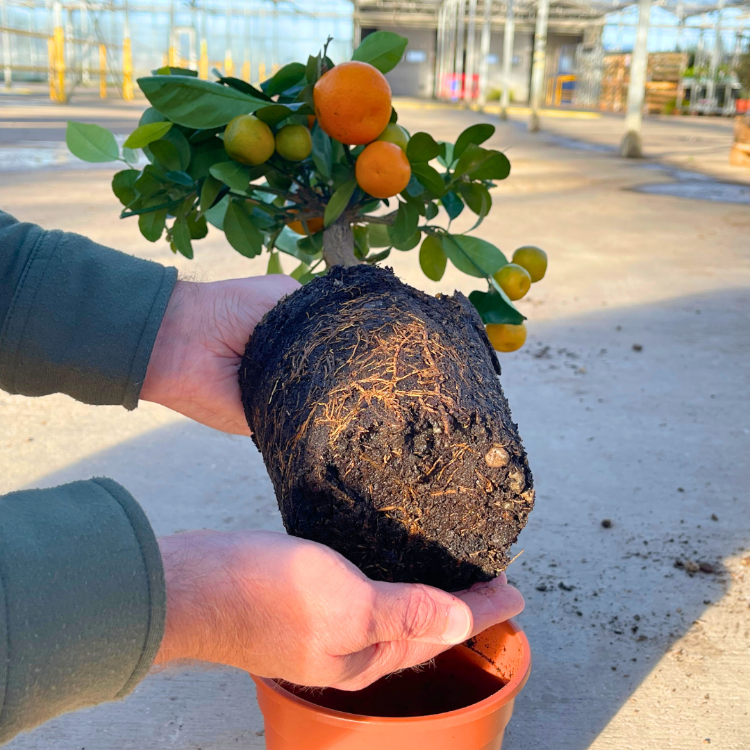 x Citrofortunella microcarpa Calamondin 2L at Cedar Nursery Surrey