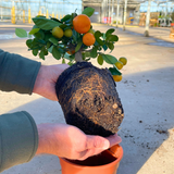 x Citrofortunella microcarpa Calamondin 2L at Cedar Nursery Surrey