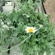 x Cotanthemis (syn. Anthemis) Susanna Mitchell ='Blomit' - Cedar Nursery - Plants and Outdoor Living