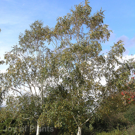 Betula utilis var. jacquemontii - Feathered - 250-300 cm