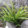 Harts Tongue Fern - buy direct from Cedar Garden Nursery, Surrey