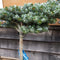 Abies koreana 'Ice Breaker' - 10 litre Standard - Cedar Nursery - Plants and Outdoor Living
