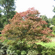 Acer palmatum 'Atropurpureum' (A) - Cedar Nursery - Plants and Outdoor Living