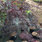 Acer palmatum 'Black Lace' (M) - 4 litre - Cedar Nursery - Plants and Outdoor Living