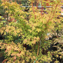 Acer palmatum 'Sango-kaku' - 15 litre - Cedar Nursery - Plants and Outdoor Living