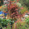 Acer palmatum 'Shaina' (P) - 15 litre - Cedar Nursery - Plants and Outdoor Living