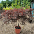 Acer palmatum var. dissectum 'Inaba-shidare' (D) - 35 litre 80-100 cm 1/2 Std - Cedar Nursery - Plants and Outdoor Living