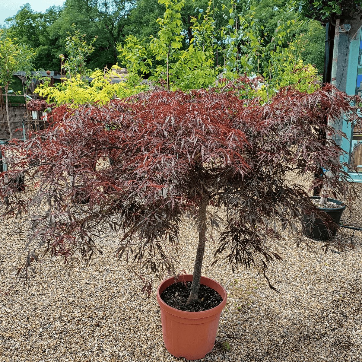 Acer palmatum var. dissectum 'Inaba-shidare' (D) - 35 litre 80-100 cm 1/2 Std - Cedar Nursery - Plants and Outdoor Living