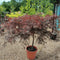Acer palmatum var. dissectum 'Inaba-shidare' (D) - 35 litre 80-100 cm 1/2 Std - Cedar Nursery - Plants and Outdoor Living