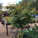 Acer palmatum var. dissectum 'Orangeola' - 3/4 Std 80 cm 18 litre - Cedar Nursery - Plants and Outdoor Living