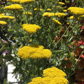 Achillea 'Moonshine' - 2 litre - Cedar Nursery - Plants and Outdoor Living