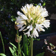 Agapanthus 'Stephanie's Beauty' - 7.5 litre - Cedar Nursery - Plants and Outdoor Living