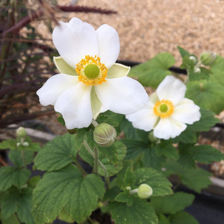 Anemone × hybrida 'September Charm' - 3 litre - Cedar Nursery - Plants and Outdoor Living