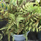 Athyrium niponicum var. pictum (D) - 2 L (Japanese painted fern) - Cedar Nursery - Plants and Outdoor Living