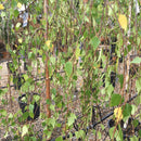 Betula pendula 'Youngii' - 25 litre (Silver Birch) - Cedar Nursery - Plants and Outdoor Living