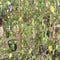 Betula pendula 'Youngii' - 25 litre (Silver Birch) - Cedar Nursery - Plants and Outdoor Living