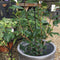 Camellia japonica 'Powder Puff' - 5 litre - Cedar Nursery - Plants and Outdoor Living
