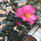 Camellia sasanqua 'Cleopatra' - 60-70 cm 5 litre - Cedar Nursery - Plants and Outdoor Living