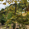 Carpinus betulus Chartreuse ='Carpsim' - 25 litre (Hornbeam) - Cedar Nursery - Plants and Outdoor Living