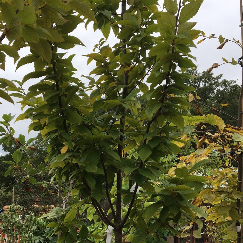 Carpinus betulus 'Lucas' - 25 litre (Hornbeam) - Cedar Nursery - Plants and Outdoor Living