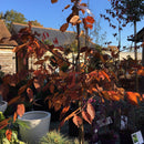 Carpinus betulus Rockhampton Red ='Lockglow' - 25 litre - Cedar Nursery - Plants and Outdoor Living
