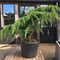 Cedrus deodara 'Pendula' - 125 cm 80 litre (Cedar) - Cedar Nursery - Plants and Outdoor Living