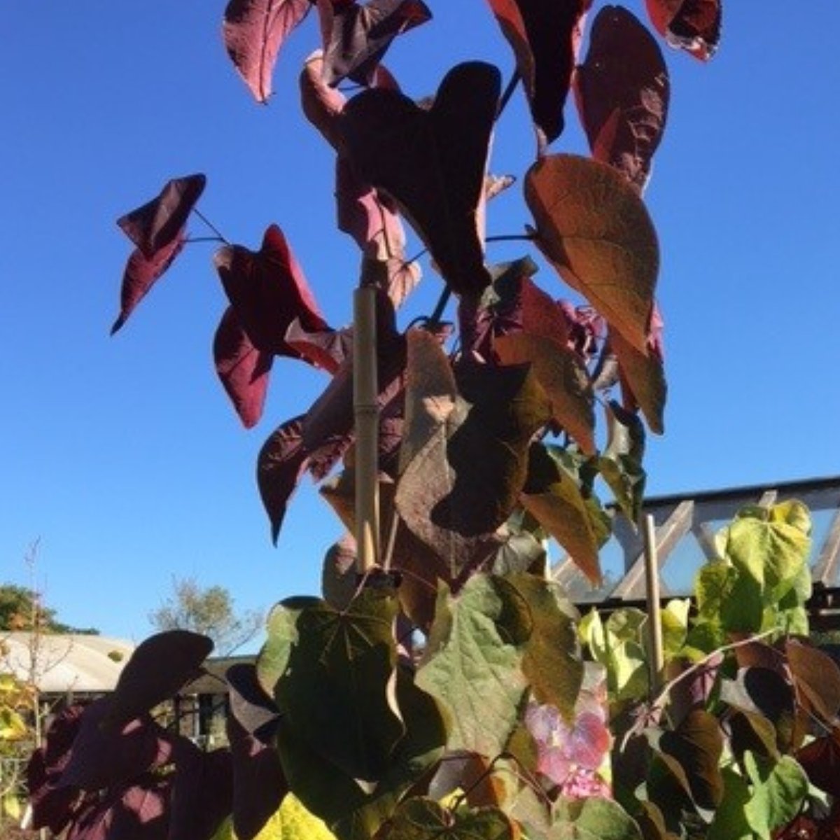 Cercis canadensis 'Forest Pansy' - 18 litre - Cedar Nursery - Plants and Outdoor Living