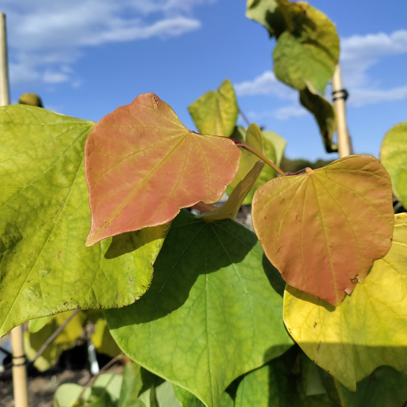 Cercis canadensis 'Hearts of Gold' - 18 litre - Cedar Nursery - Plants and Outdoor Living