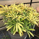 Choisya x dewitteana 'Aztec Gold' - 7 litre - Cedar Nursery - Plants and Outdoor Living
