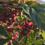 Clerodendrum trichotomum var. fargesii - 10 litre - Cedar Nursery - Plants and Outdoor Living