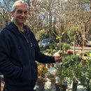 Cornus mas 'Aurea' - 7 litre - Cedar Nursery - Plants and Outdoor Living