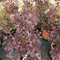 Cotinus coggygria 'Lilla' - 15 litre (Smoketree) - Cedar Nursery - Plants and Outdoor Living