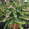 Erica × darleyensis 'Kramer's Rote' - 2 litre - Cedar Nursery - Plants and Outdoor Living
