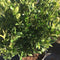 Euonymus japonicus 'Extravaganza' - 10 litre - Cedar Nursery - Plants and Outdoor Living