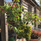 Euonymus phellomanus - 20 litre 180 cm Std - Cedar Nursery - Plants and Outdoor Living