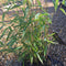 Fargesia 'Obelisk' - 10 litre (Bamboo) - Cedar Nursery - Plants and Outdoor Living