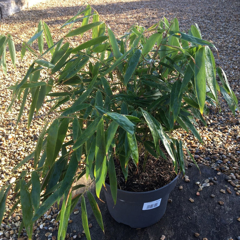 Fargesia robusta 'Pingwu' - 10 litre (Bamboo) - Cedar Nursery - Plants and Outdoor Living