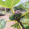 Ficus carica 'Violette Normande' (F) - 1/2 Std 10 litre (Fig Tree) - Cedar Nursery - Plants and Outdoor Living