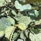 Fothergilla x intermedia 'Blue Shadow' - 10 litre - Cedar Nursery - Plants and Outdoor Living