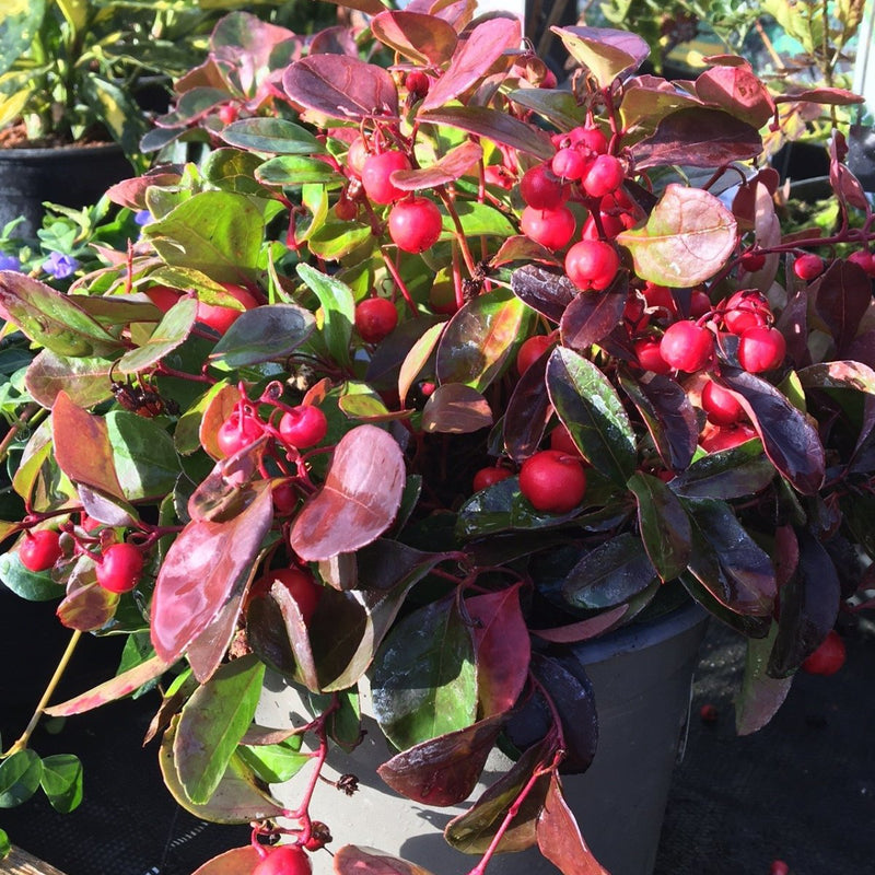 Gaultheria procumbens - 1.5 litre - Cedar Nursery - Plants and Outdoor Living